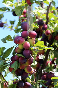 欠信用卡逾期半年多了會(huì)坐牢嗎，欠信用卡逾期半年，是否會(huì)有牢獄之災(zāi)？